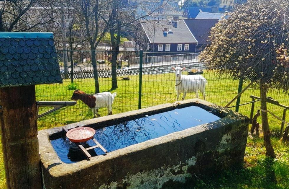 Apartmán Kastanienhof Hinterhermsdorf Exteriér fotografie